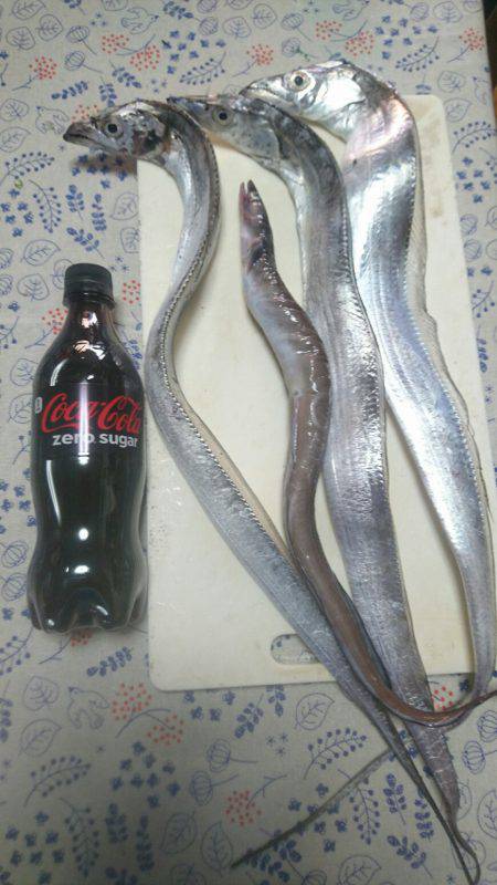 10月の連休に海に出て連日、海のギャングを…