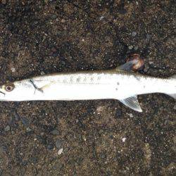 出勤前のカマス！