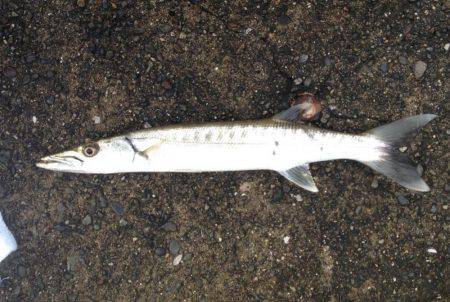 出勤前のカマス！