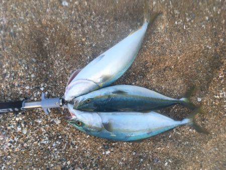 ショアジギング