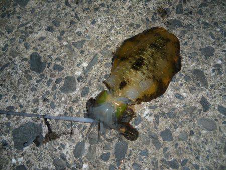 数釣り終盤か…！？