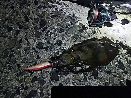 ナイターエギング