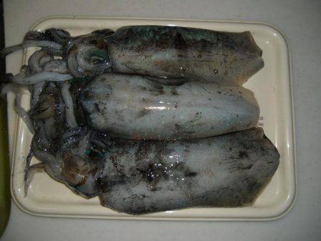 エギング桃源郷