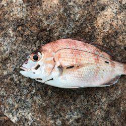 河口でちょい投げ