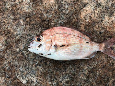 河口でちょい投げ