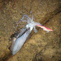 舞鶴東部アオリイカ7杯！