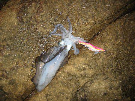 舞鶴東部アオリイカ7杯！