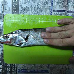 初ワインドタチウオ