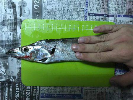 初ワインドタチウオ