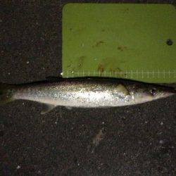 夕まづめルアー釣行