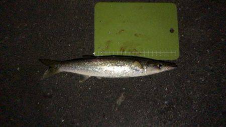 夕まづめルアー釣行