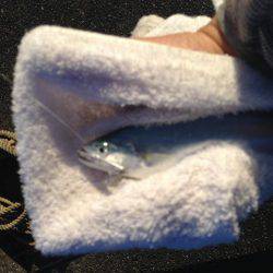 出勤前イケカツオ