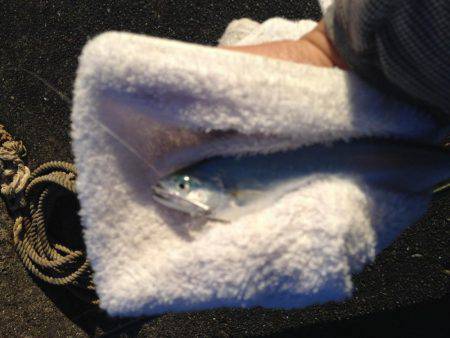 出勤前イケカツオ