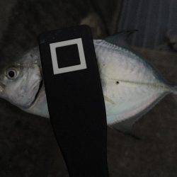 下津周辺を散策に！