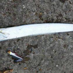 アジ、太刀魚GET！！