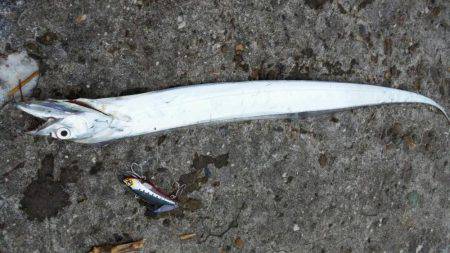 アジ、太刀魚GET！！