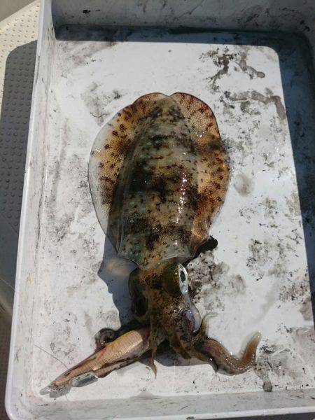 秋の長雨の合間に・・・