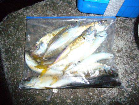 簡単愉しいアジング