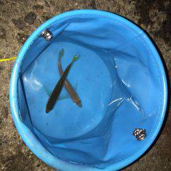 アジのたくさん