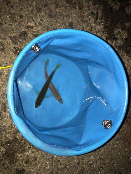 アジのたくさん