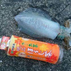 朝まずめ狙いで