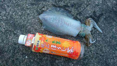 朝まずめ狙いで