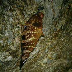 ジグヘッドにキビナゴでマゴチとアコウ