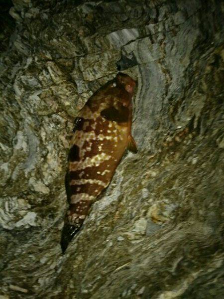 ジグヘッドにキビナゴでマゴチとアコウ