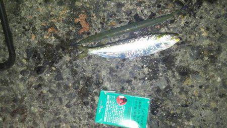 太刀魚、マイワシ、サヨリGET！！