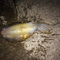 朝まずめ狙いでのアオリイカ