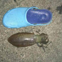 本日も朝まずめ短時間釣行