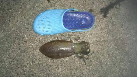 本日も朝まずめ短時間釣行