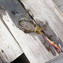 せっかく有給を取ってボートエギングのはずが・・・