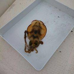 ボートエギングからのサゴシ狙い