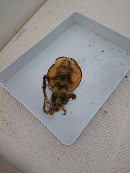 ボートエギングからのサゴシ狙い