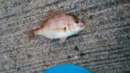 チャリコGET！！