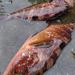 毛島初釣行！ヒラマサは出ず・・・