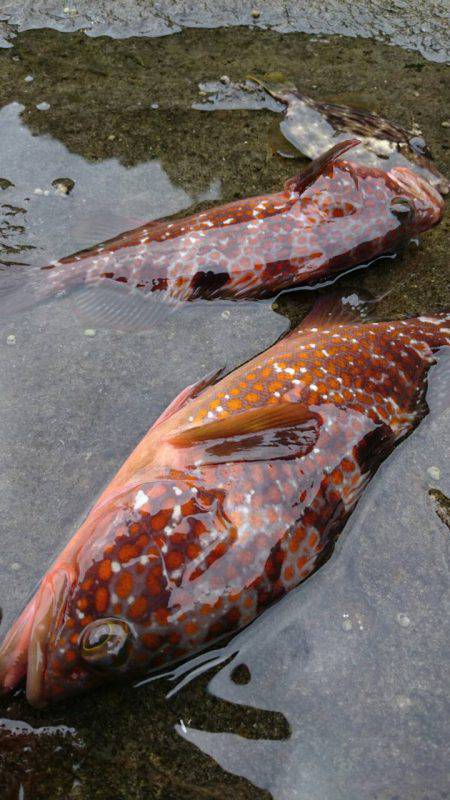 毛島初釣行！ヒラマサは出ず・・・