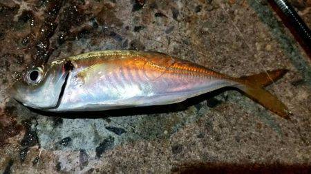 アジングのついでに…