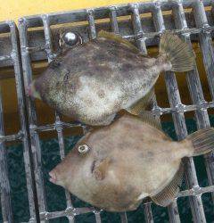 宮津海洋釣り場で良型カワハギ