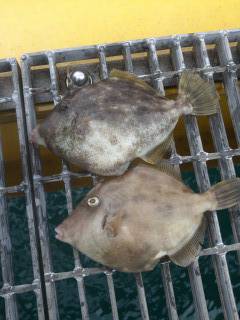 宮津海洋釣り場で良型カワハギ