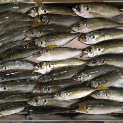 南港魚つり園でタチウオ＆プリプリのマアジ！