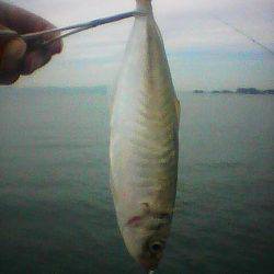 大アジ来てますよ～（＾＾）