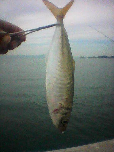 大アジ来てますよ～（＾＾）