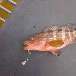 エビ型ワームでアコウ