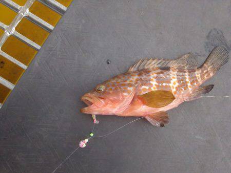 エビ型ワームでアコウ