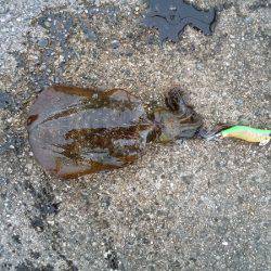 大蔵海岸にエギング釣行