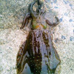 サイズダウン&ゲソカット！