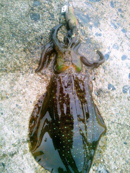 サイズダウン&ゲソカット！