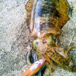 ぶちラッシュ♪